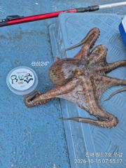 진해뉴월드피싱 ~ 주간 쭈꾸미낚시 실시간조황 ~ 현재 장원 30수 돌파.. 낼 금요일,토요일,일요일 모두 예약가능합니다