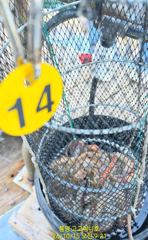 (문어)실시간 피딩!!! 두 자릿수 3명 K~700g 전후 고고써니호(16일 예약)
