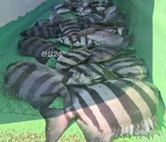 《감성돔 》4대돔 마릿수 퍽퍽조황 어초에서 ~