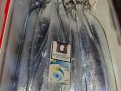 15일새벽 내만갈치 시즌역대급~!!대박 릴레이~!!3지급들 퍼담고~용가리까지!!(일요일부터 예약가능)