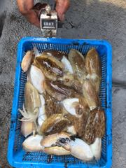 10월15일갑오징어