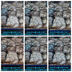 26시즌 10월 15~16일 군산 뉴 블루스타호 쭈꾸미 37,38일차 물때 쭈꾸미 & 찰 갑오징어 낚시 마릿수 조황.