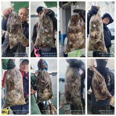 쭈꾸미 호조황!장원 213수외