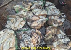【군산 오드리피싱】제법 커진 갑오징어 잡기 26.10.15