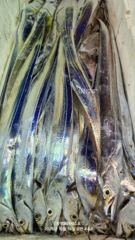 통영오아시스호 16(금 예약가능 여유~ 대갈치와 풀치의공존