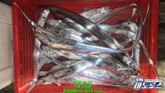 10월 16일 아침 철수 조황입니다