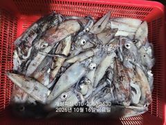 3지급 내만 갈치 대박 손맛 느나느나 조황 내일 자리여유많음