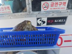 "여밭돌문어" 1400g1200g1000g외 개인 2자리수들로 마릿수 조황 좋아요^^ (일 예약가능)