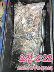 10/15 한치 & 갈치 조황