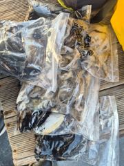 10/16일 형제피싱호 쭈갑조황입니다!!!