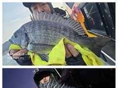 어초ㆍ여밭권 감성돔5짜4짜4짜4짜4짜4짜4짜~연일 4짜들부터 ~~