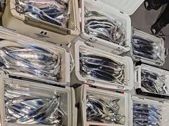 [진해] 내만갈치 美친 피딩..폭발적 입질에 씨알급 타작~!!(일예약가능…
