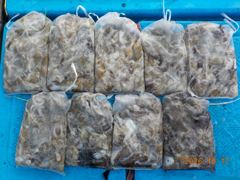 [사천] [수영호] 주꾸미 조황~!!!