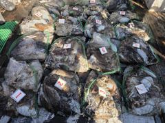 주꾸미 출조 조황 26.10.17