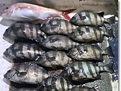 [부산] 진진-연일 호조황! 돌~돔 마릿수! 참돔 부시리 퍽퍽퍽 팅팅팅!…