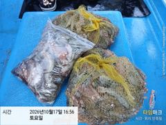 [사천] 삼천포 문어낚시 금일 조황!! 다음주 예약 가능