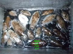 26년10월17일 조황