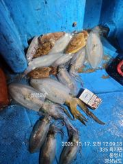 10.17무늬무늬 바람통에 키로급들로 마이 잡았습니다
