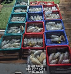 팁런무늬오징어 사이즈좋습니다 오늘자리여유많습니다