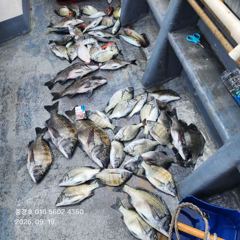 <감성돔 흘림> 4짜 외 마릿수 최신굳조황