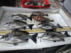 [부산] 태종대권 4짜감성돔 마리수조황입니다