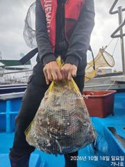 18일 삼천포 돌문어 조황. 20일(화)부터 출조합니다
