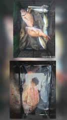 거제어구수성호 참돔 벵어돔 등 금일조황
