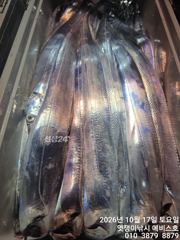 [진해] 준내만갈치~대박 최대5지까지 씨알.마릿수 완전 대박~화요일부…
