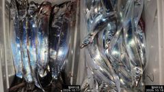 [진해] 내만칼치 자리 널~널~ 합니다 ! ~