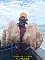 10/19 군산나래호(킹덤) 주간문어 전체조황입니다 다음주 평일 자리 여유있습니다