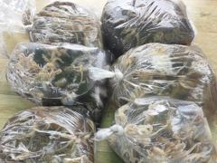 [사천] 삼천포 광용호 쭈꾸미 조황입니다~!! 화수목 예약중