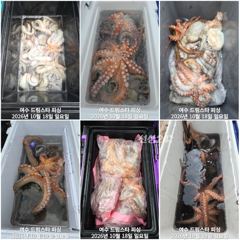 (여수 드림스타)돌문어사냥 쭈욱 나갑니다. 씨알ㆍ마릿수 굿입니다