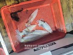 [진해] 준내만 텐빈 3지급 갈치 ,한치 120수 느나느나초대박 조황!!…