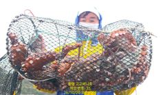 [통영] (문어)이런 생자리가!!! 2K~키로만 두 자릿수 이상~고고써니…