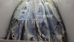 [통영대교피싱]4지5지 골라내기 오늘낚시가능