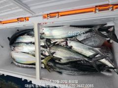 20/화, 오전 입항조황ㅡ여전한 대삼치들, 고시삼치들! (출항 모집스케줄)
