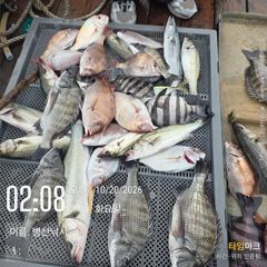 병산 감성돔 돌돔 참돔 마리수 선상배흘림조황~~
