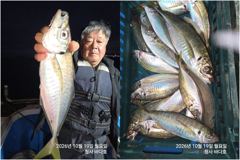 참돔.45cm 대전갱이외 30~35 조황.