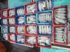 [포항] 금일새벽1항 야간무늬오징어 대박!