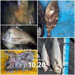 2시간전 [사천] 삼천포 산분령 유료낚시터 10/20 조황입니다!!
