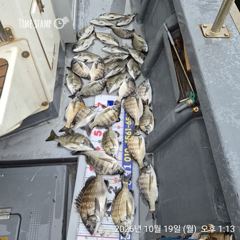 [마산] 해상월1ᆢ감성돔 마릿수 많이 조황임니다 !!