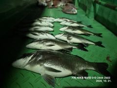 10.20 [동해,삼척] 임원항태평양호 왕대구 쿨러 조황입니다