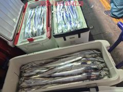 [통영만선피싱] 비가 와도 끄떡없습니다~~ 씨알도 마릿수도 둘 다 챙겼다!! 23일 금요일부터 정상출항!! 자리여유 예약가능 예약문의주세요^0^*