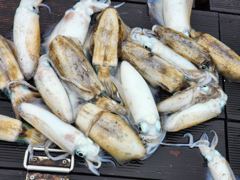 (내만 무늬)우중전 대성공~고구마 전후 피딩~대동낚시(오늘 예약)