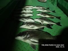 "거제 비버호" 야간 감성돔, 참돔 마리수 조황(예약가능).