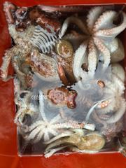 [진해] ~~*21일 굵직한돌문어 마리수 제법 잡고,4분조황입니다~~(예…