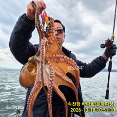 [진해] 내만 문어 오후 문어 씨알급 문어 마릿수 좋고 내일 목요일 예…