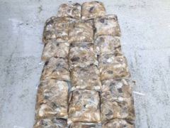 [사천] 쭈꾸미 조황입니다