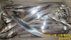 [여수,광양] 글로리호 10.21일 내만갈치 조황입니다.
