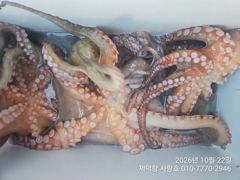 "돌문어" 1300g부터 키로키로 대물들~ 떠블에 트리플힛트!! 마릿수 좋아요^^(내일예약가능)